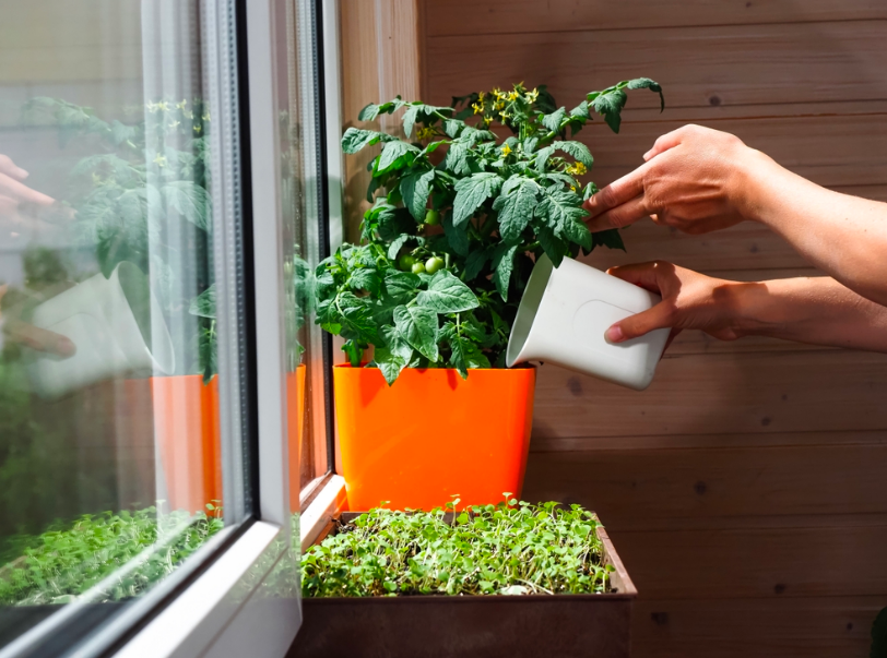 Como cultivar uma horta no apartamento: dicas e benefícios